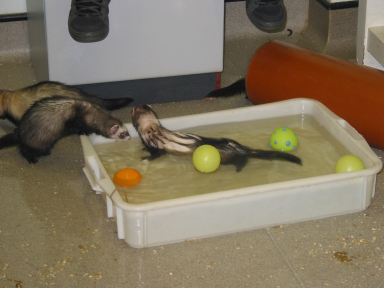 Do ferrets like store water